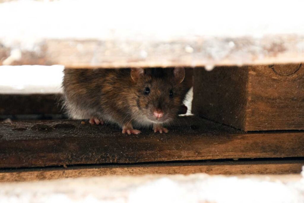 Small brown mouse hiding under wood