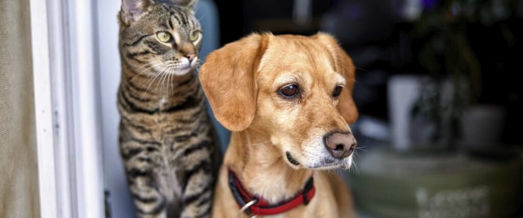 Two pets looking out the front door