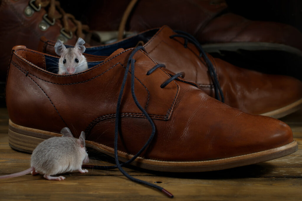 two grey mice investigating shoes