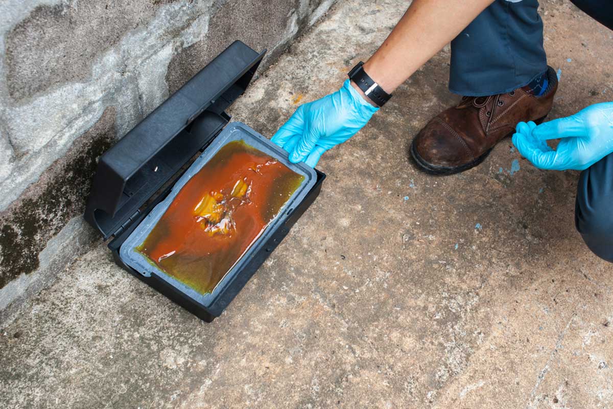 Glue trap set by an exterminator