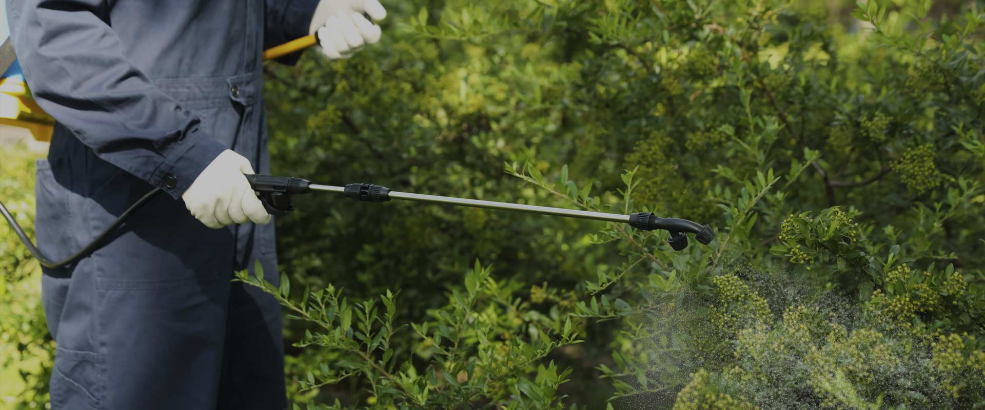 Exterminator spraying bushes