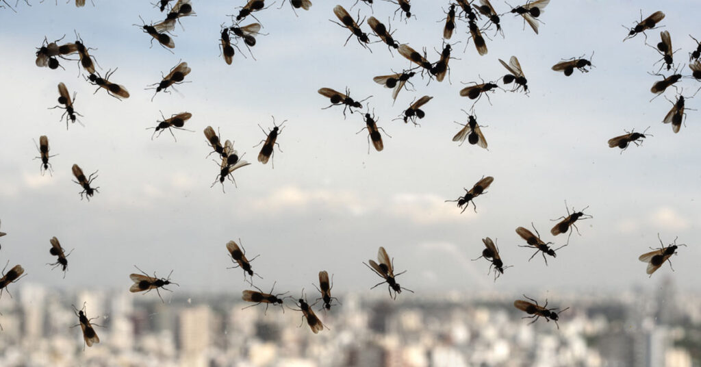 flying ants crawling over window