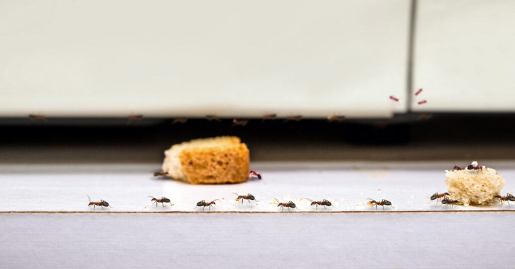 Ants crawling on bread on kitchen floor