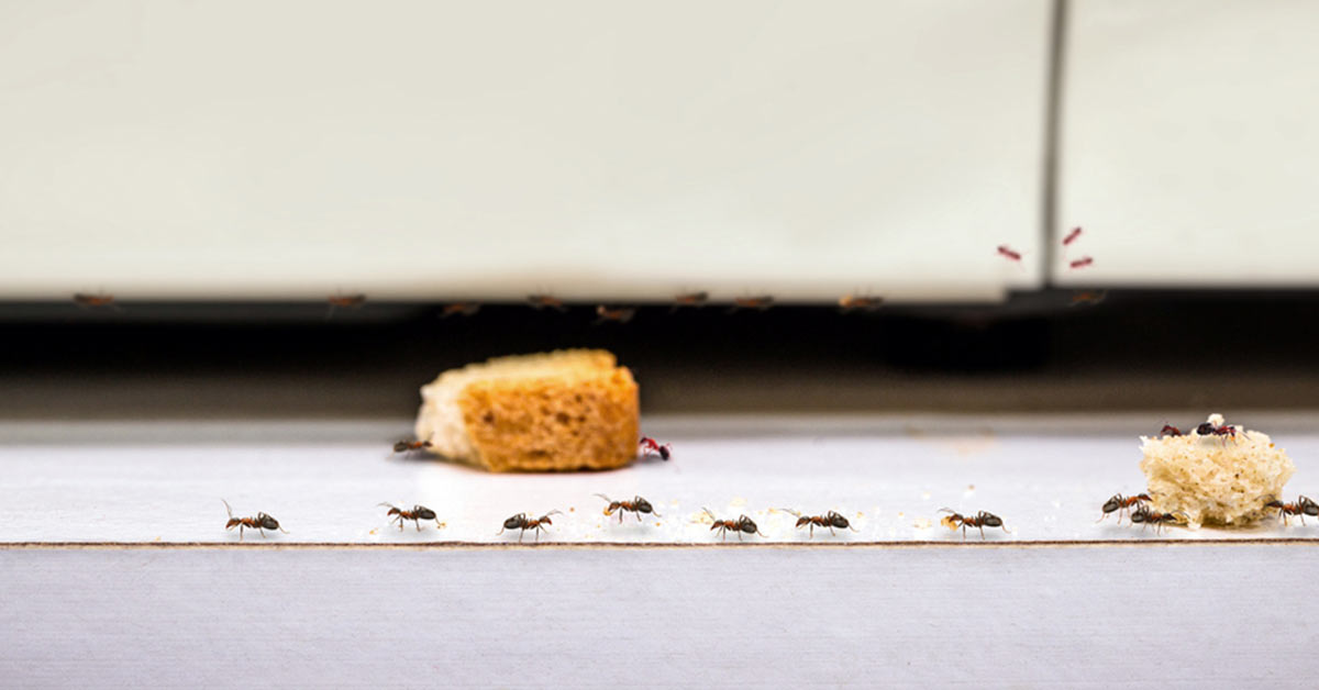 Ants crawling on bread on kitchen floor