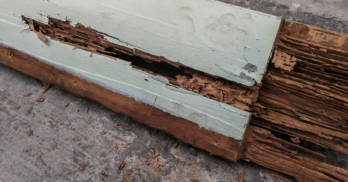 House siding with Termite damage