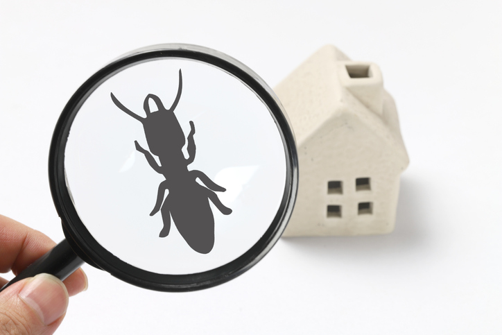 A cartoon image of a termite in front of a house