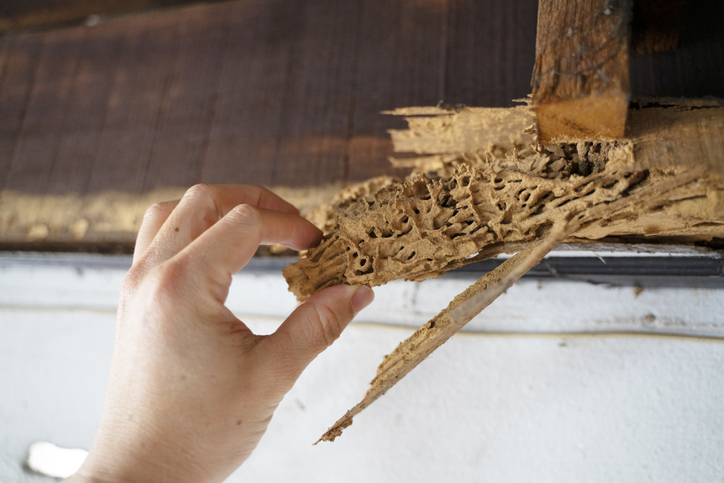 Wood, part of roof house after attack of termite.