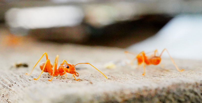 Red Ant on wood