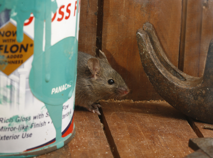 House mouse, Mus musculus,