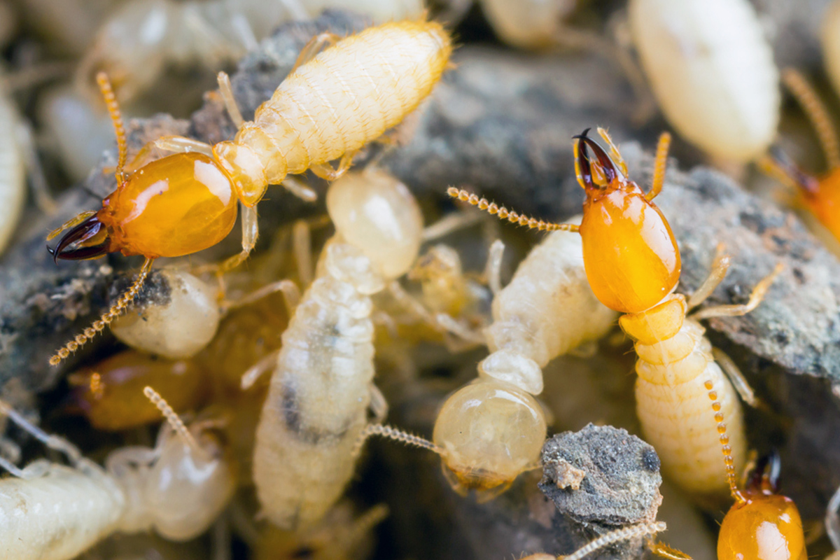 an image of termites crawling on rotted wood