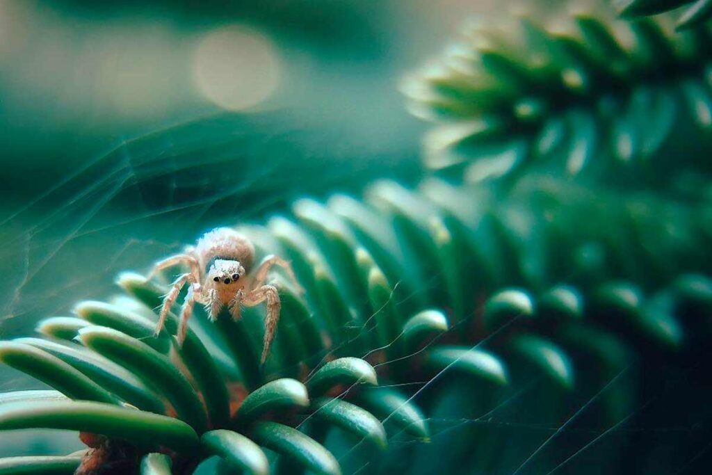 A Spider at Work: Weaving Webs Among the Pine Needles.