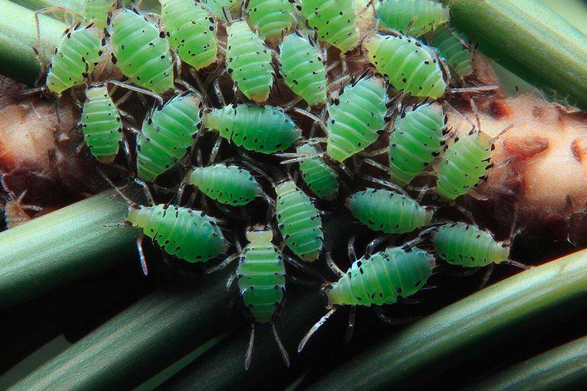 Aphids on a Pine Needle: Tiny Sap Lovers in Action.